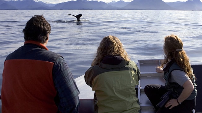 3 people witnessing a whale’s fluke poking out of the water 3 people witnessing a whale’s fluke poking out of the water