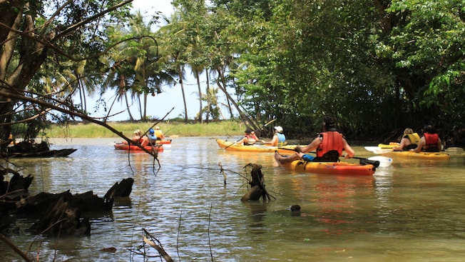 A group of Guests kayaking amid mangroves along the Roseau River in Castries, St. Lucia A group of Guests kayaking amid mangroves along the Roseau River in Castries, St. Lucia