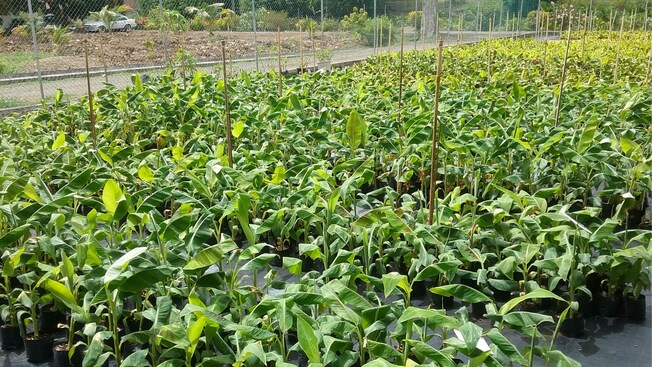 A banana plant nursery in Saint Lucia