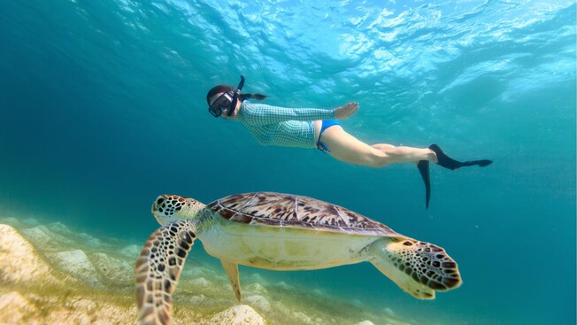 Una mujer con equipo de esnórquel nada junto a una tortuga marina