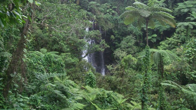 A rainforest with a waterfall