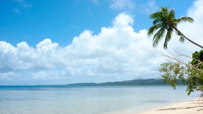 A sandy beach with clear water and palm trees A sandy beach with clear water and palm trees