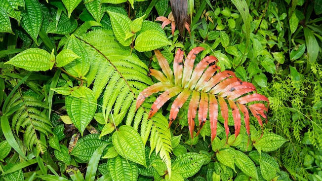 Plants in a rainforest Plants in a rainforest