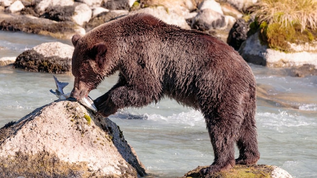 A grizzly bear eating a salmon on a rock A grizzly bear eating a salmon on a rock