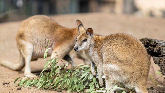 2 wallabies feeding at Featherdale Wildlife Park in Sydney, Australia