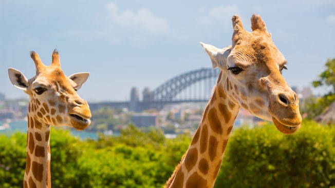 The heads of 2 giraffes in front of trees and the Sydney skyline The heads of 2 giraffes in front of trees and the Sydney skyline