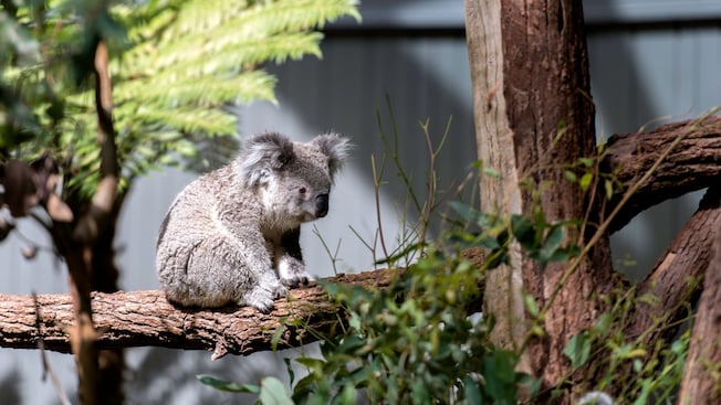 A koala sitting on a tree branch A koala sitting on a tree branch