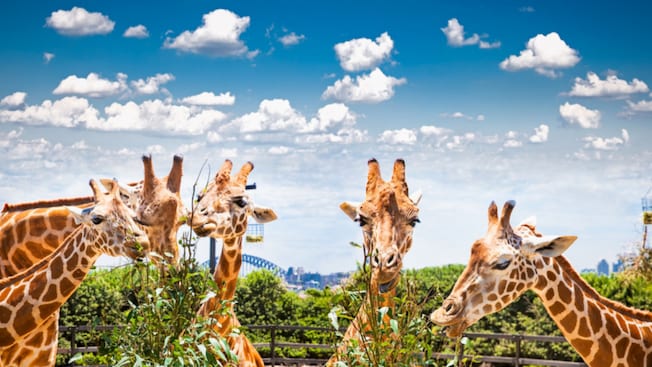 Five giraffes eating leaves off of trees in front of a partially cloudy Sydney skyline Five giraffes eating leaves off of trees in front of a partially cloudy Sydney skyline