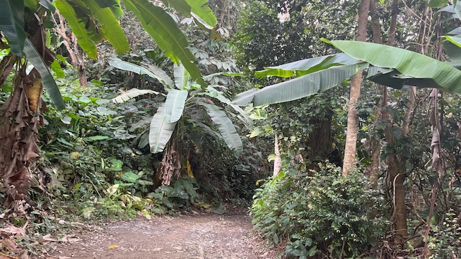 Tortola’s tropical forest adorned with palm trees Tortola’s tropical forest adorned with palm trees