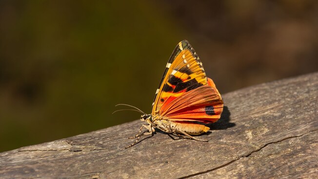 Una polilla calimorfa sobre un tronco de madera