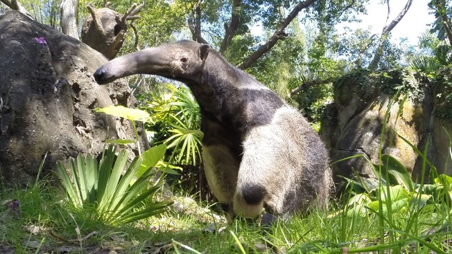 A southern giant anteater walking through its habitat at Disney’s Animal Kingdom theme park