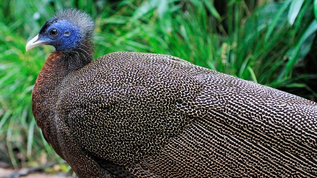 A Malayan great argus pheasant with its wings tucked against its body