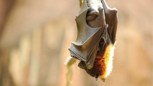 A large flying fox sleeps upside down, wrapped in its own wings