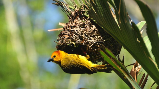 A bird resting near a nest on a tree