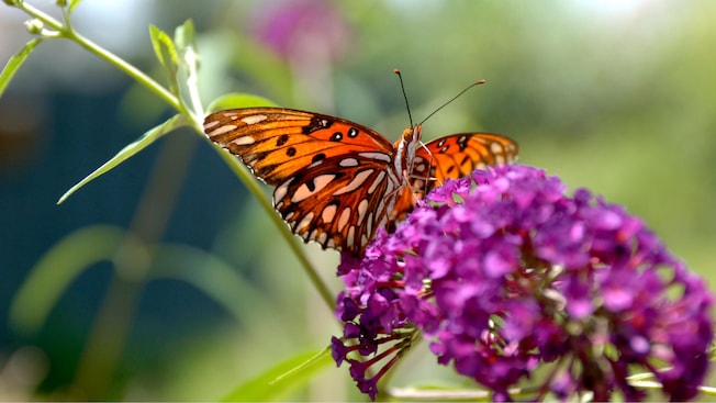 A butterfly perched atop a flower
