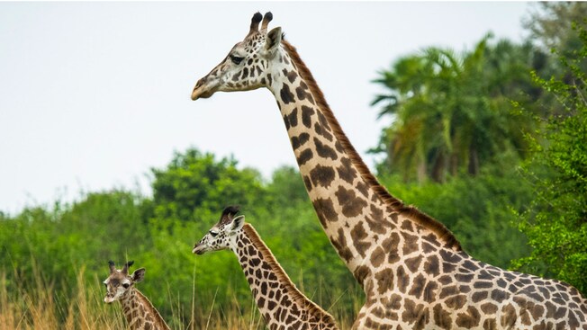 3 giraffes standing in a grassy field