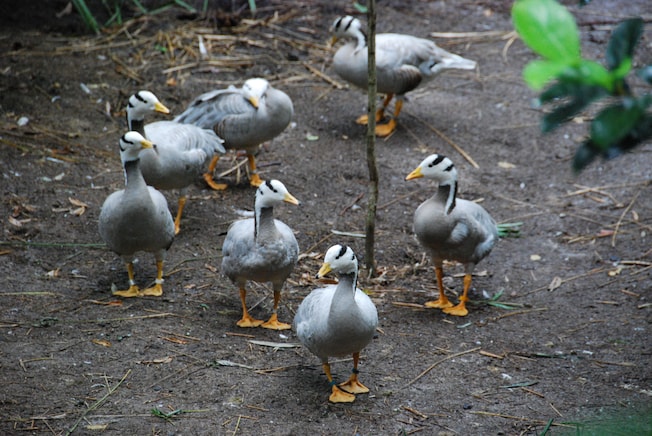 Migratory Birds - 'bar-headed geese group'