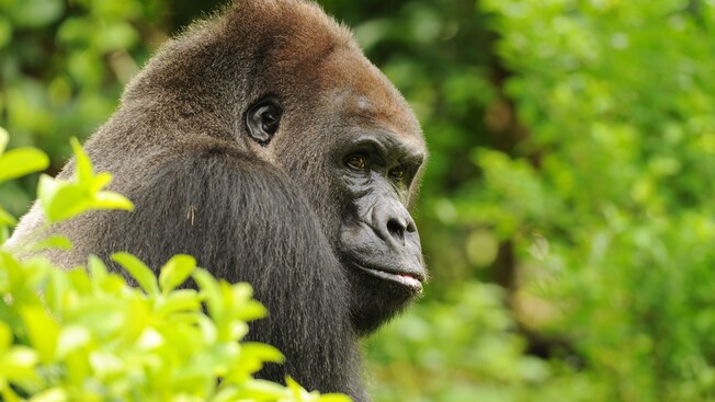 A gorilla surrounded by shrubbery