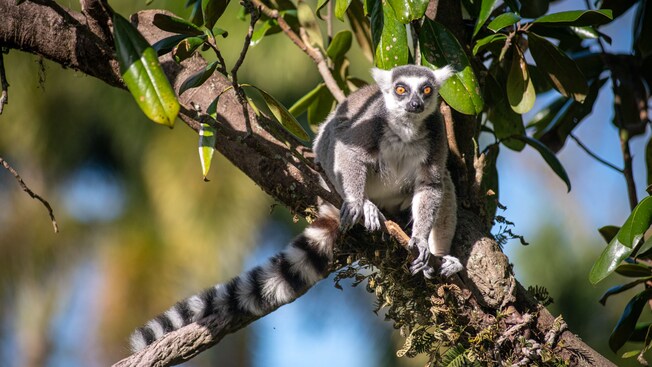 A ring tailed lemur in a tree at Disney’s Animal Kingdom theme park 