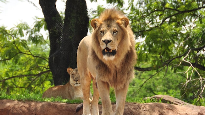 A pair of lions at Kilimanjaro Safaris