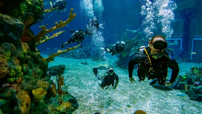 Scuba divers swimming underwater near a coral reef