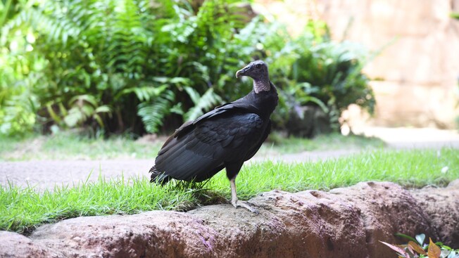 A vulture standing on a grassy edge
