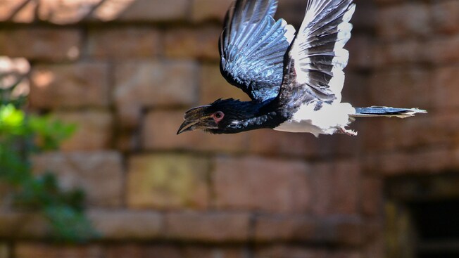 A large, white-crowned hornbill in flight