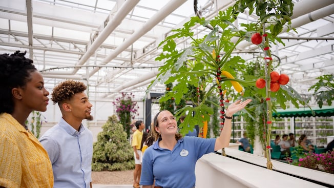 A Cast Member shows 2 Guests several tomatoes growing on a vine