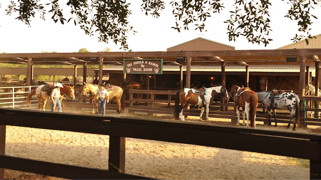 Six horses in a pen near a sign that says ‘Tri Circle D Ranch Trail Rides’