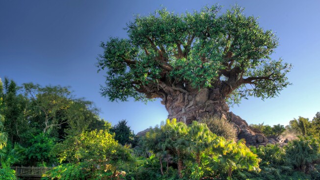 The Tree of Life and Discovery River at Disney’s Animal Kingdom theme park