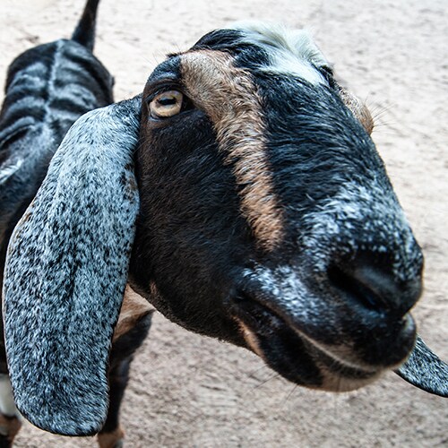 A friendly and curious goat in Affection Section