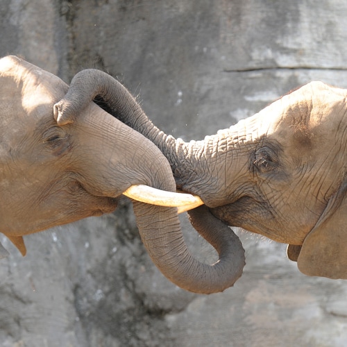 2 African elephants with tusks caressing each other's faces with their trunks