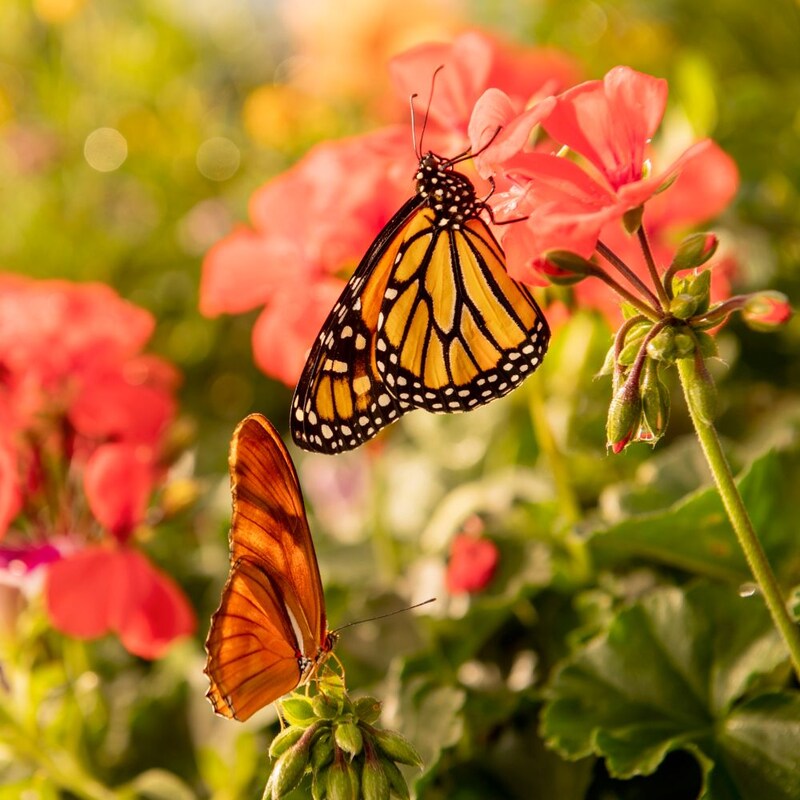 2 butterflies in a flower garden