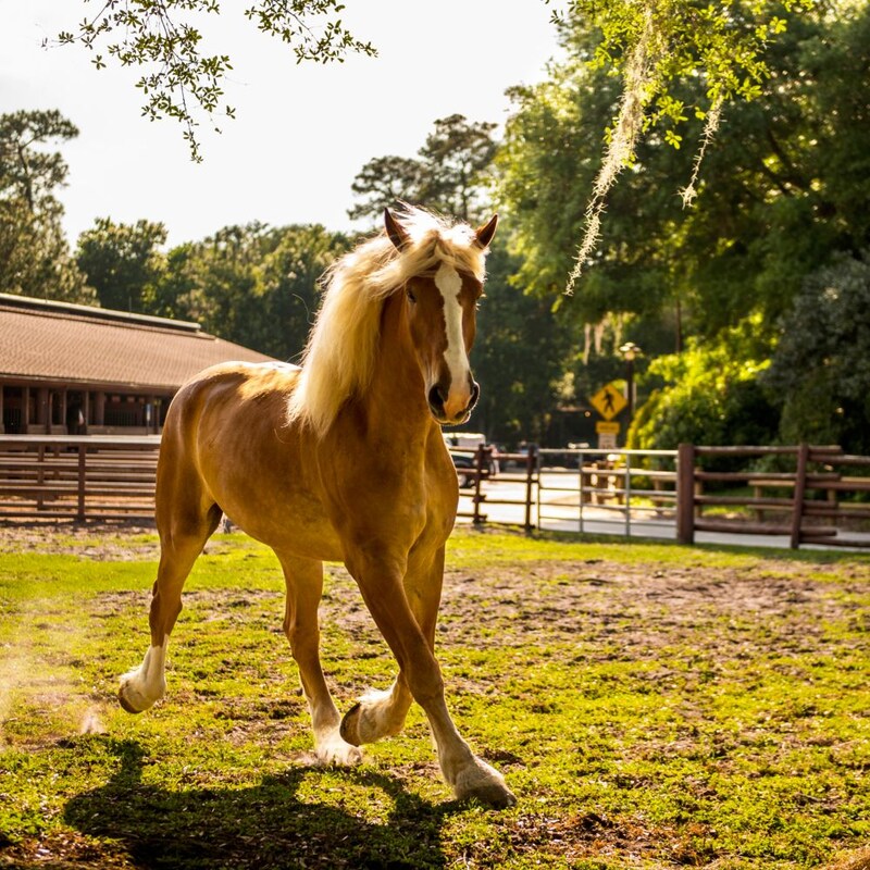 A horse running on the ranch at Disneys Animal Kingdom park