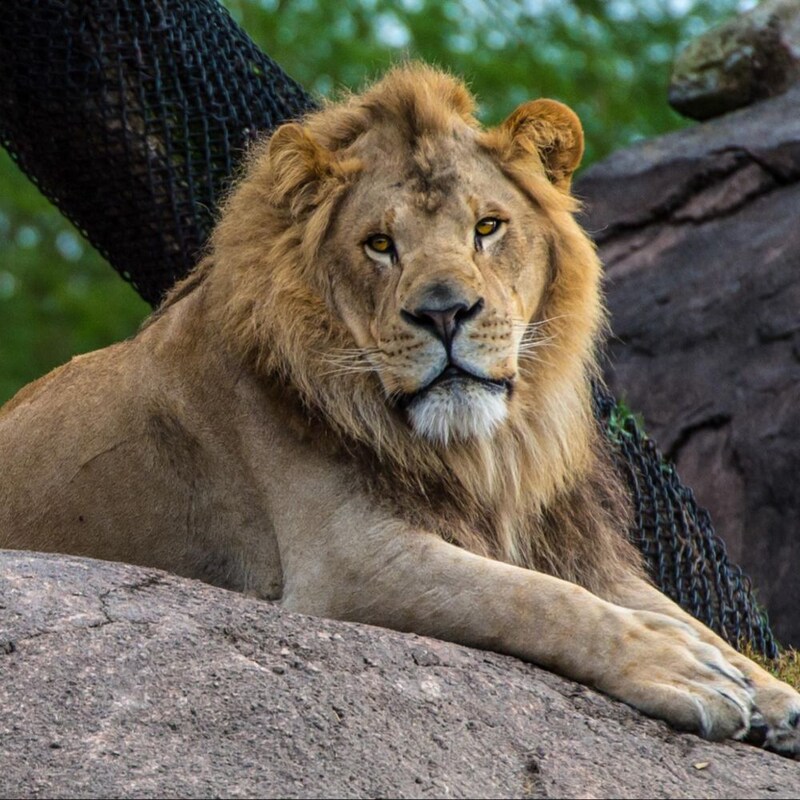 A male lion rests on a rock