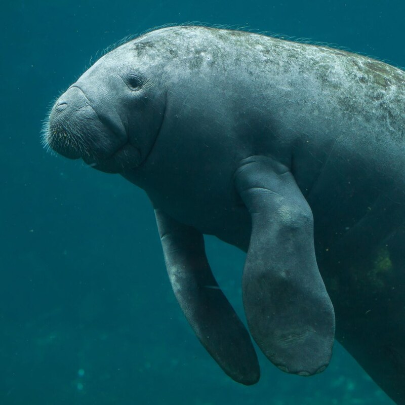 A manatee floats through the water