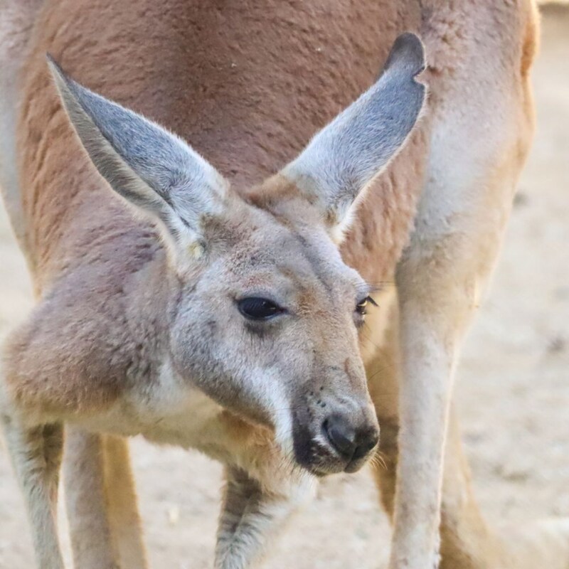 A kangaroo at Jumping Junction in Disney's Animal Kingdom theme park