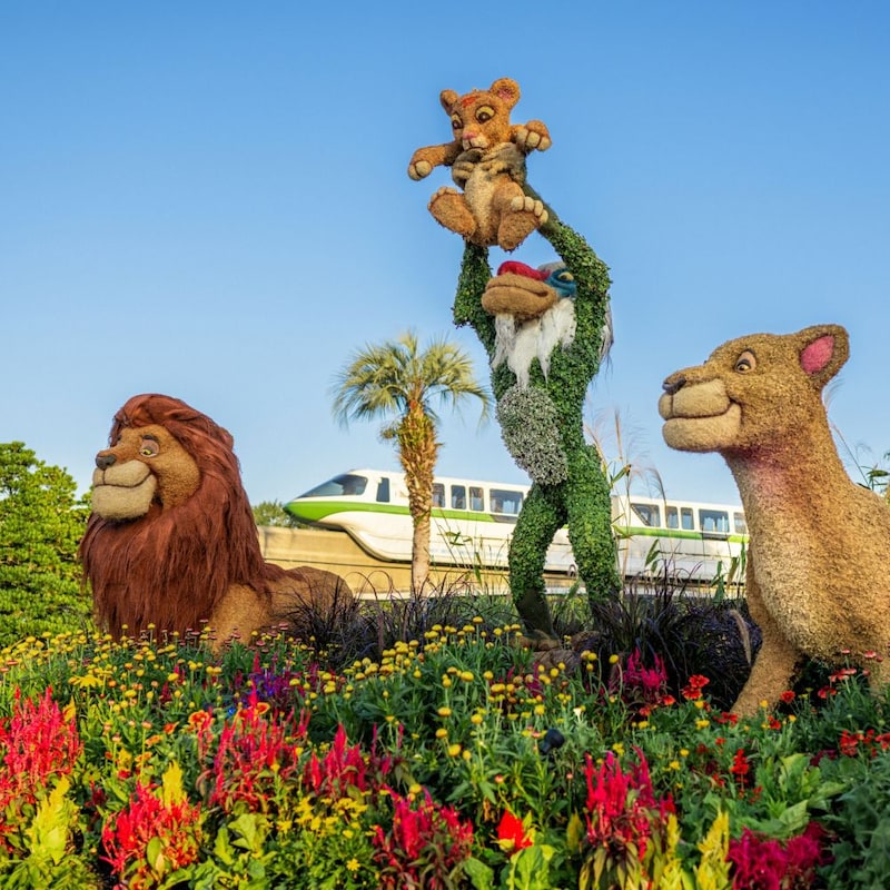 Topiaries of Mufasa, Simba, Rafiki and Sarabi at the Epcot International Flower and Garden Festival