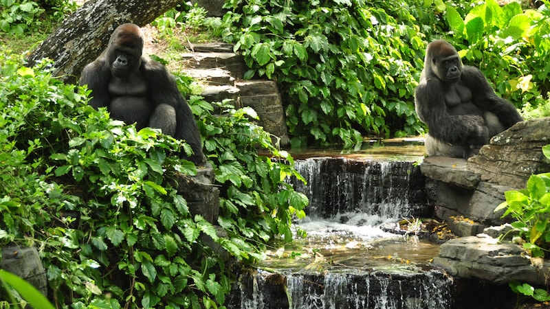 Gorilla-Bachelors-Waterfall-Resting-16x9.jpg