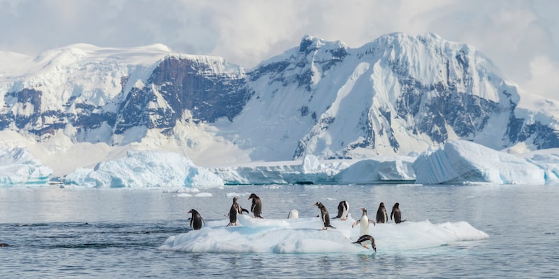 A waddle of penguins on an ice floe near a large glacier in Antarctica 
