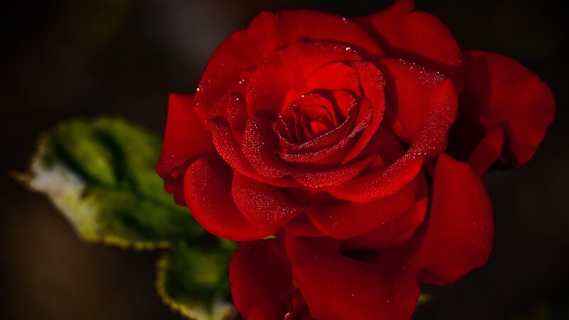 A red rose
