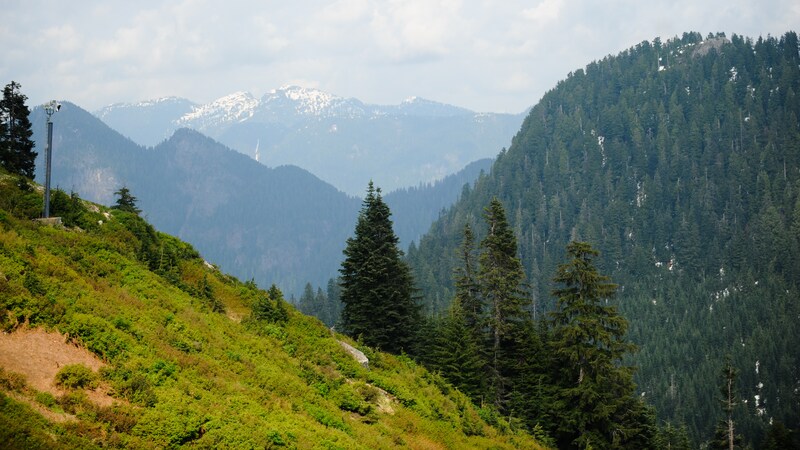A grassy hillside slopes downward into forest and wilderness in Vancouver Canada