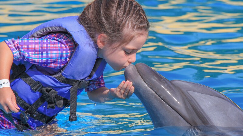 A small child in a life vest kissing a dolphin on the nose