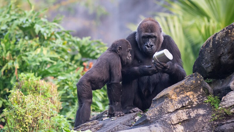 Gorilla Falls Exploration Trail at Animal Kingdom