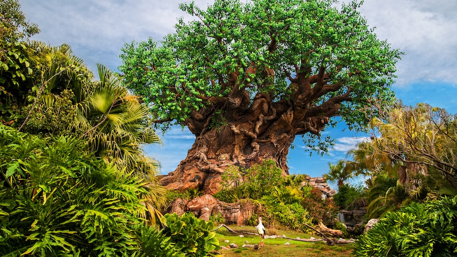 The Tree of Life stands tall amid lush greenery at the center of Disney’s Animal Kingdom theme park