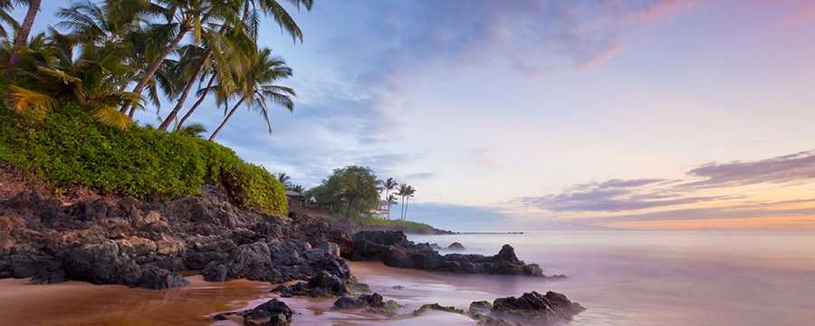 Palm trees on a lush hill overlooking a rocky beach at sunset Palm trees on a lush hill overlooking a rocky beach at sunset