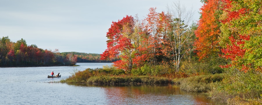 A man and a dog canoe down a waterway bordered by trees in different stages of autumn transition A man and a dog canoe down a waterway bordered by trees in different stages of autumn transition