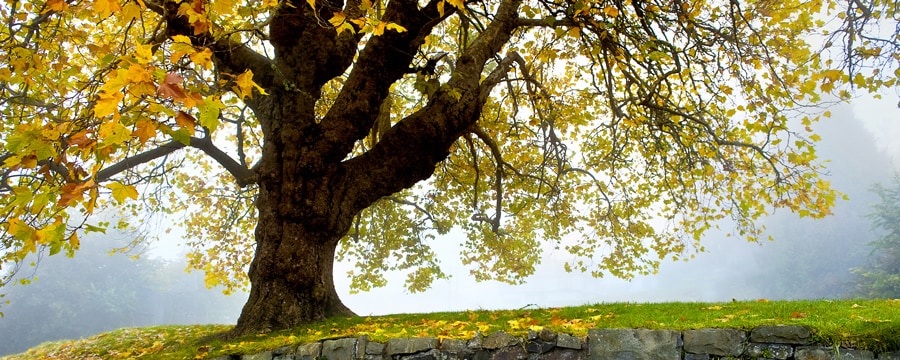 A tree on a grassy hill A tree on a grassy hill