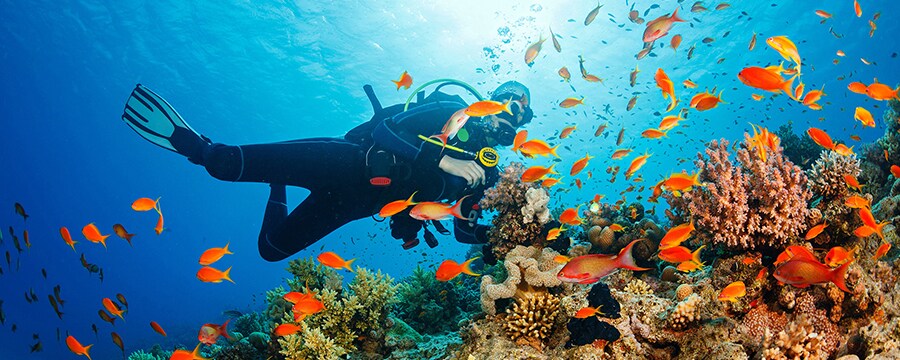 Un buzo nada cerca de un arrecife submarino con coral y muchos peces tropicales