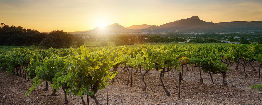 A vineyard near trees and mountains A vineyard near trees and mountains
